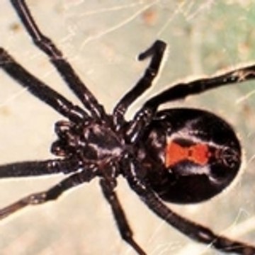 Latrodectus mactans