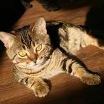 Laurence CHAMBERLAND