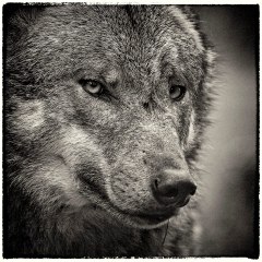 La roche aux loups
