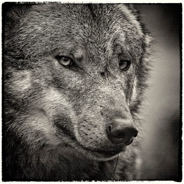 La roche aux loups