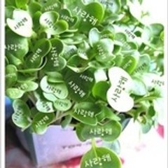 lala10004