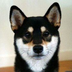 Doge Lovers
