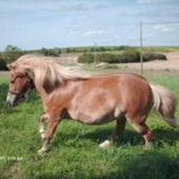 bijoulovehorse