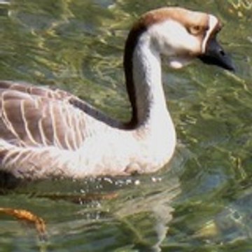 abertol