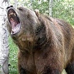 Grizzly
