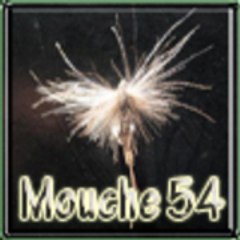 http //mouche54.free.fr