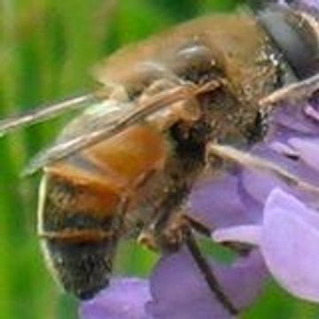 vallabeille2008