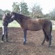 titine-forever-x