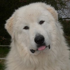 Chinouk du haras de Chante-Neige