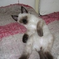 José Luis Uribe Rico