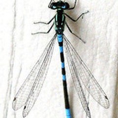 chyene
