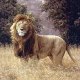 Lionspirit08
