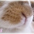 Miffy-and-Patouf