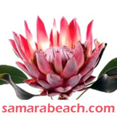 Samara Beach Costa Rica