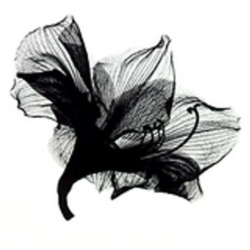 camaryllis