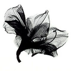 camaryllis