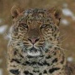 Lena_Panthera