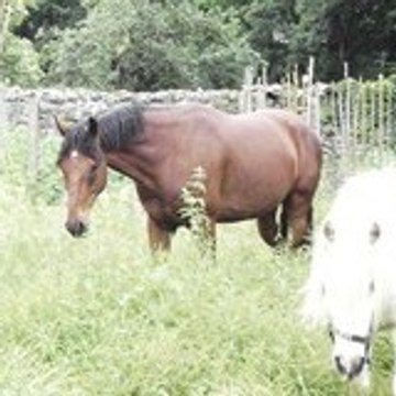 Nikita--x