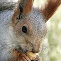 red squirrel