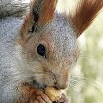 red squirrel