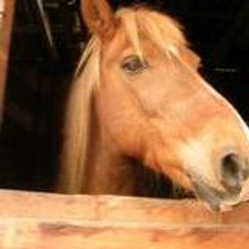 cavaliere95