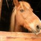 cavaliere95