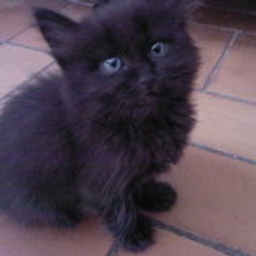 laureenza