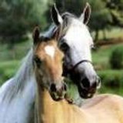 nassim