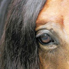 nuno lusitano