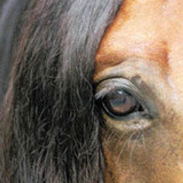 nuno lusitano