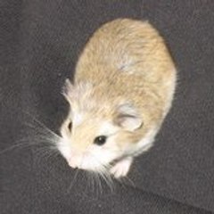hamlacooc