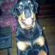simon