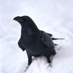the crow