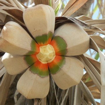 bouhoudi