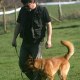 Club Nantais Canin