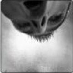 Sylvain delannoy