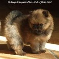 Les spitz de la prairie d'éole