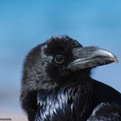 Libertad