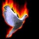 fazil