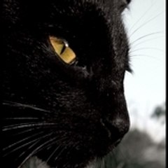 little_bob