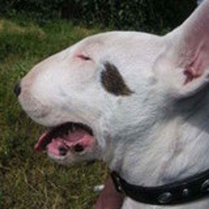 Dailymotion profile picture for @Baxter