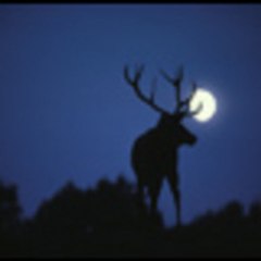 Le Cerf