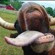 bobyregoubob bobregouboby