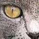 Animalerix