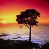 João Pedro Alves Rodrigues