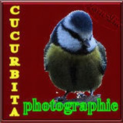 cucurbita