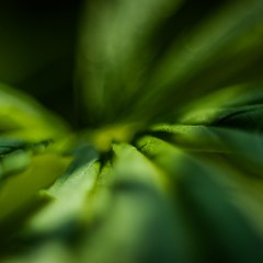 AFLAM événementiel