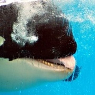 Tiphaine ma-passion-orques.skyblog.com