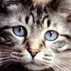 Angora SadCat