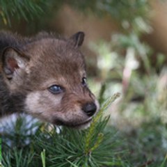 RT Wolves Live